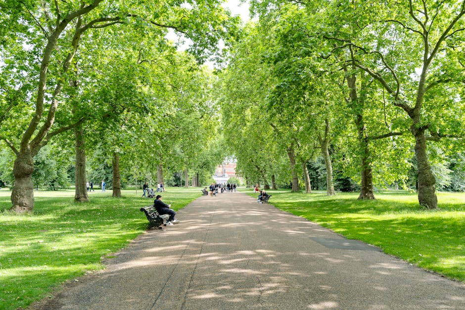 A paved pathway through a lush green park with tall deciduous trees on both sides, their dense foliage forming a canopy overhead. Several park benches are positioned along the edges of the path, with people seated on them, some relaxing and others engaging with their phones. In the background, additional visitors are walking or cycling, surrounded by a well-maintained grassy lawn that extends beyond the trees. The scene is brightly lit, suggesting daytime with natural sunlight filtering through the leaves, casting dappled shadows on the ground. The environment appears calm and orderly, with no visible litter or debris, exemplifying a clean outdoor space that might require occasional waste clearance services like those provided by Waste Clearance Kensington for maintaining tidy public parks and green spaces.